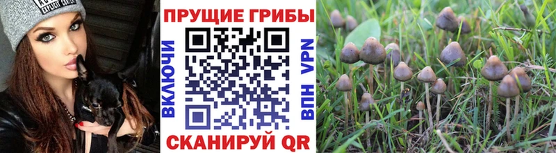 shop формула  Темников  Псилоцибиновые грибы мухоморы  сколько стоит 